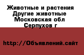 Животные и растения Другие животные. Московская обл.,Серпухов г.